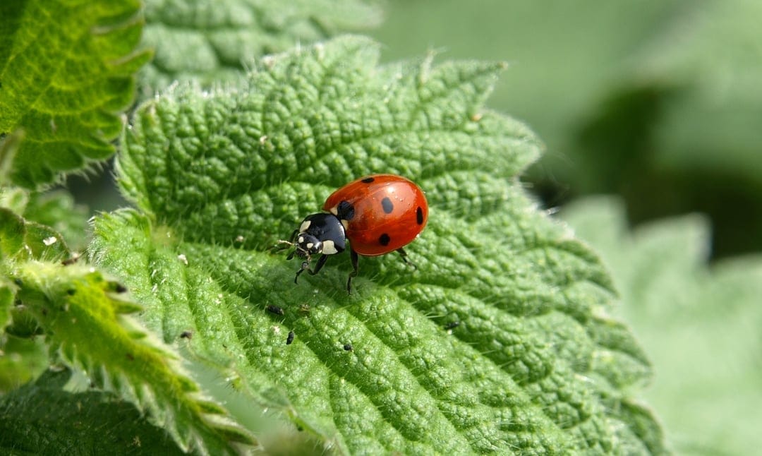 Red ladybug with black spots sits on a textured green leaf with visible veins in a macro close-up photograph.