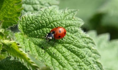 Lady bug wallpaper,Lady bug,Lady bug desktop wallpaper,insect wallpaper
