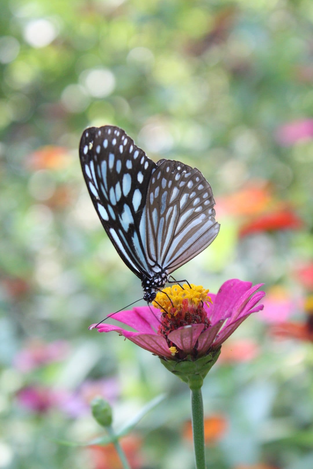 Blue and black butterfly on a pink zinnia flower with its proboscis extended in a soft focus green garden.
