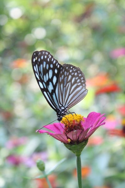 butterfly,flower wallpaper,phone wallpaper,floral background,mobile wallpaper,lock screen wallpaper,iphone wallpaper,ipad wallpaper,beautiful flowers,samsung wallpaper,beautiful wallpaper,flower nature,mobile wallpaper 4k,bloom wallpaper,colorful,backgrou