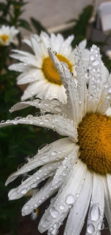 White daisy petals holding clear water droplets around a bright yellow center in a crisp macro nature view.