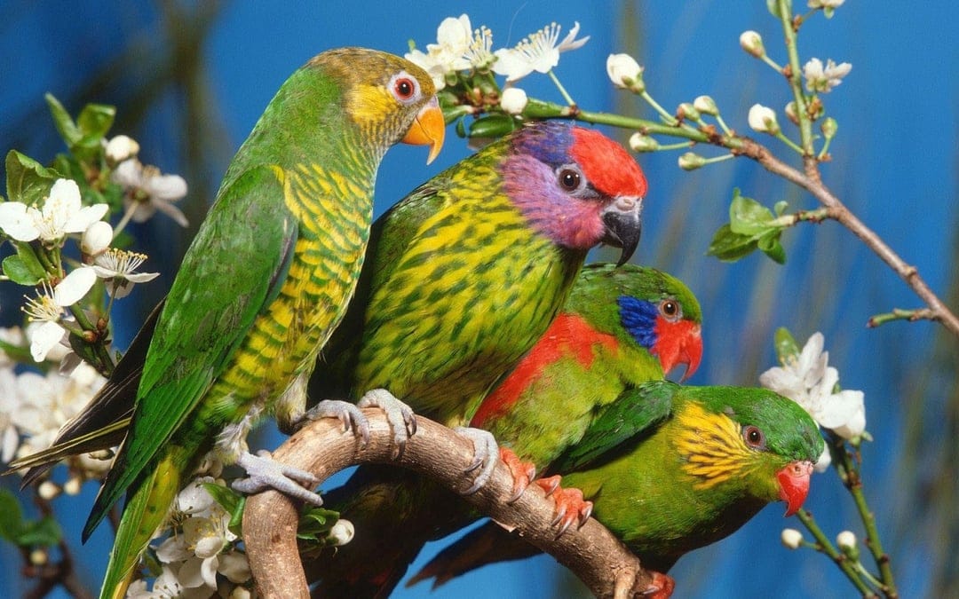 Four multi-colored lorikeets perch on a flowering tree branch against a clear blue sky in bright daylight.