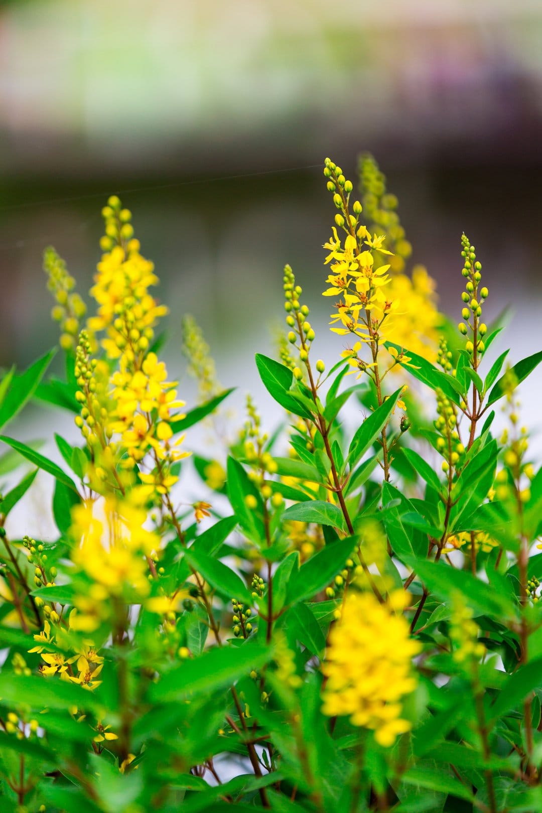 Yellow flower clusters with small petals rise among green leaves against a dreamy, blurred garden background.
