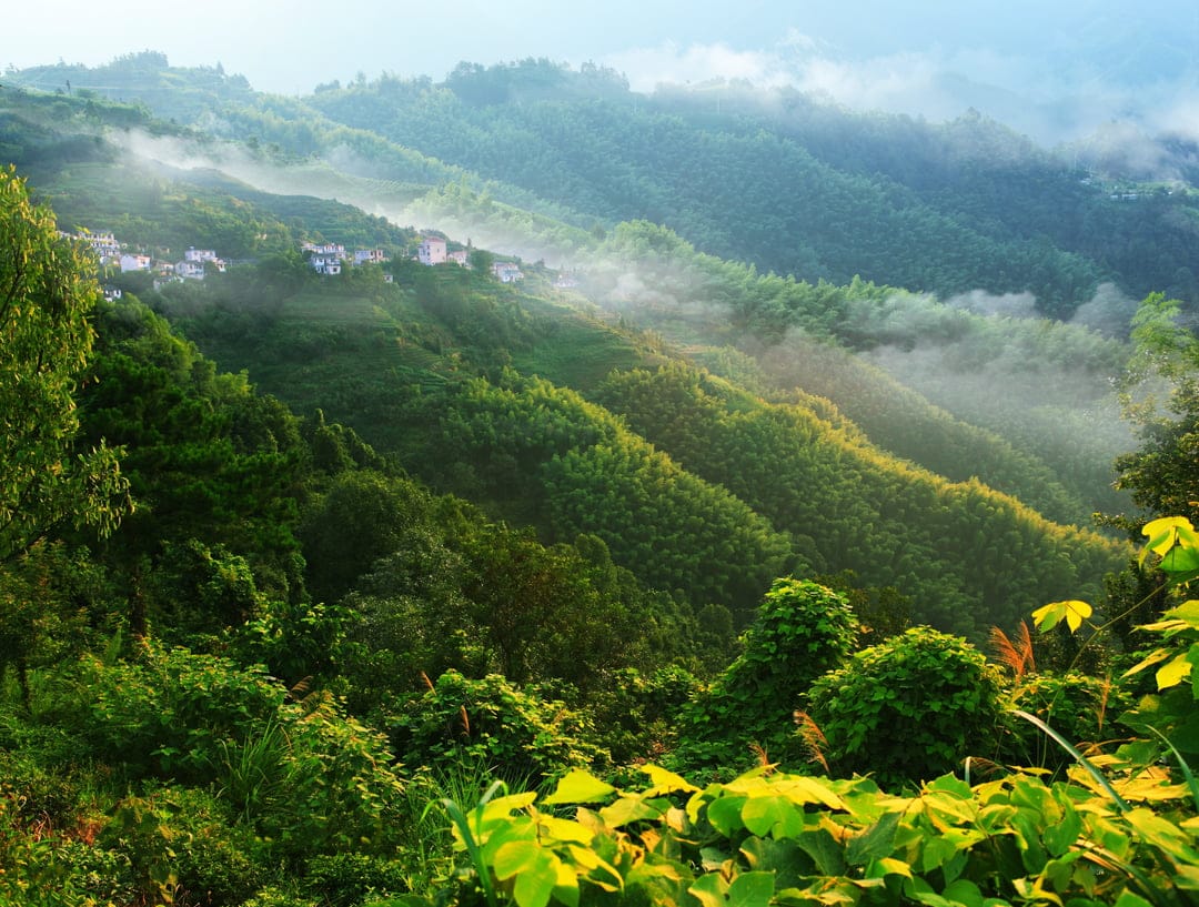 Foggy mountain slopes covered in bamboo forests surround a small village under a glowing golden sunrise.
