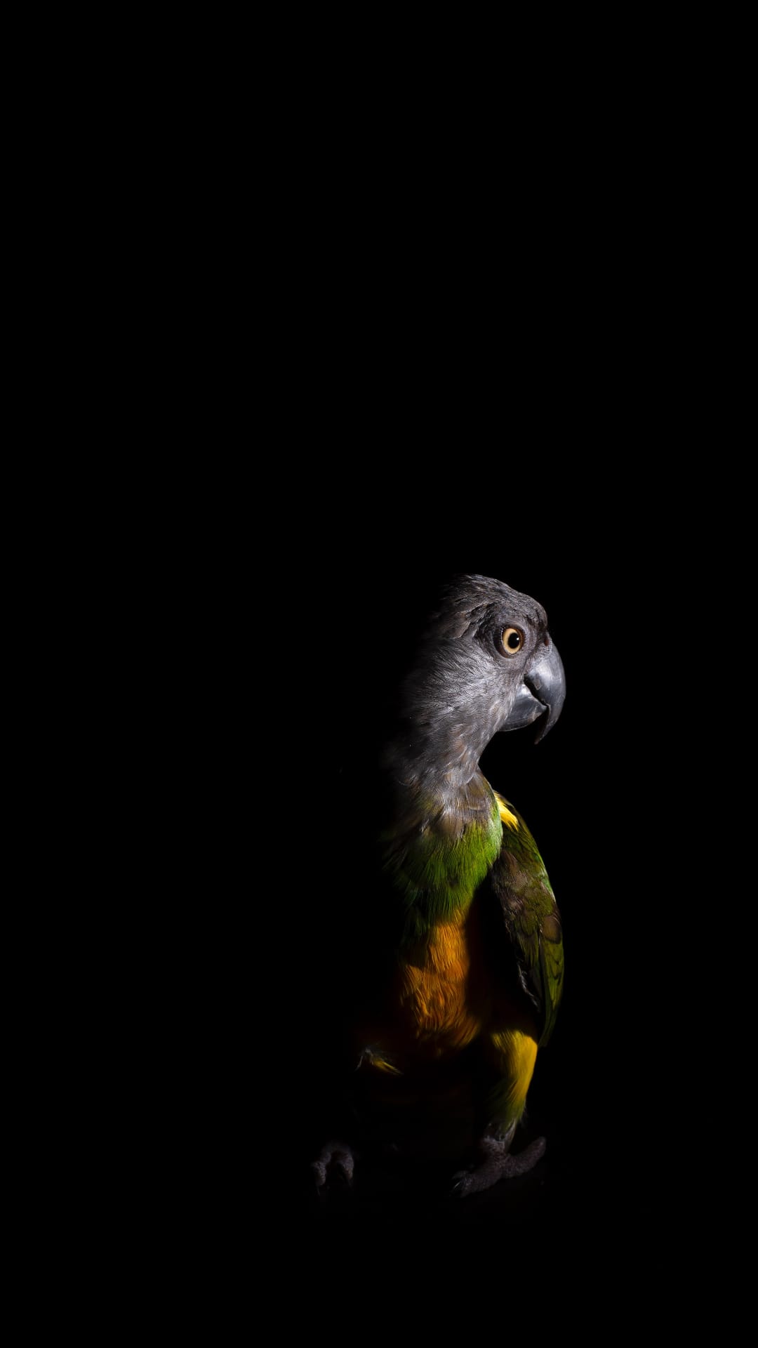 Senegal parrot with a yellow eye and grey feathers faces forward against a solid black background.