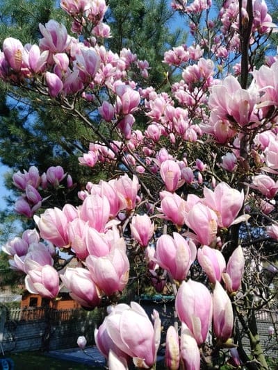 magnolia tree, pink flowers, spring blossoms, blooming tree, floral photography, nature closeup, botanical beauty, spring garden, pink magnolia, delicate petals, outdoor photography, tree in bloom, springtime, flowering plant, lush greenery, pine needles, clear sky, natural beauty, seasonal flowers, gardening, botany, magnoliaceae, fragrant flowers