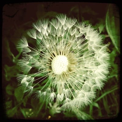 White dandelion seed head with feathery pappus and sharp achenes against a blurred green meadow background.