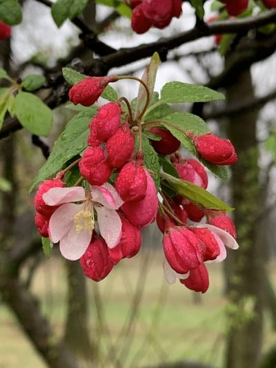 Red crabapple buds and pink flowers covered in tiny water droplets against a blurred green forest background.
