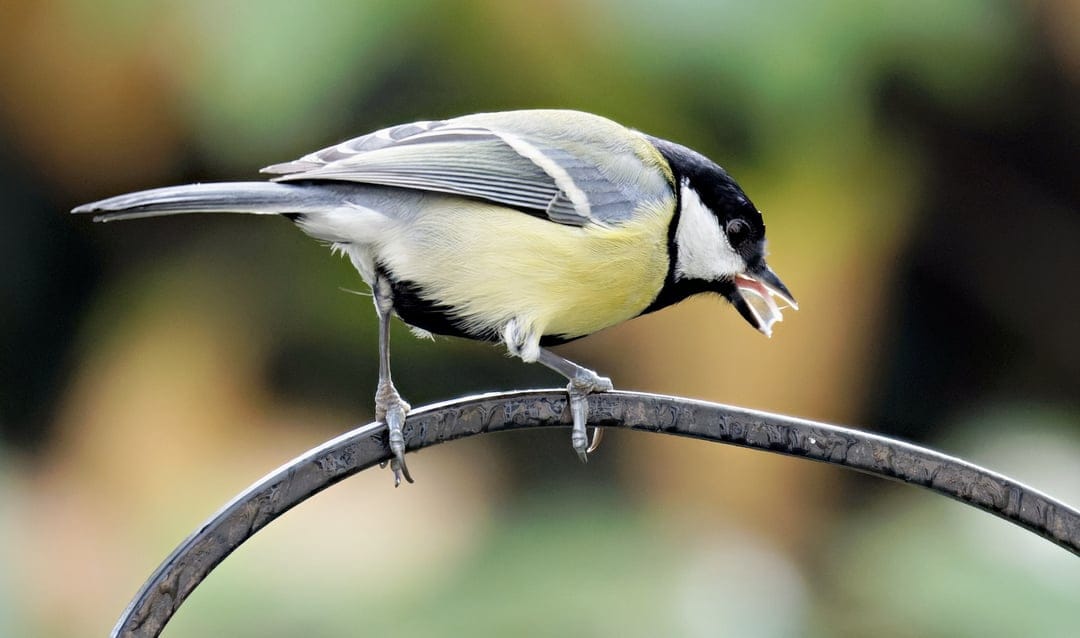 Great Tit bird with yellow and black feathers holds a seed in its beak while perched on a thin metal bar.