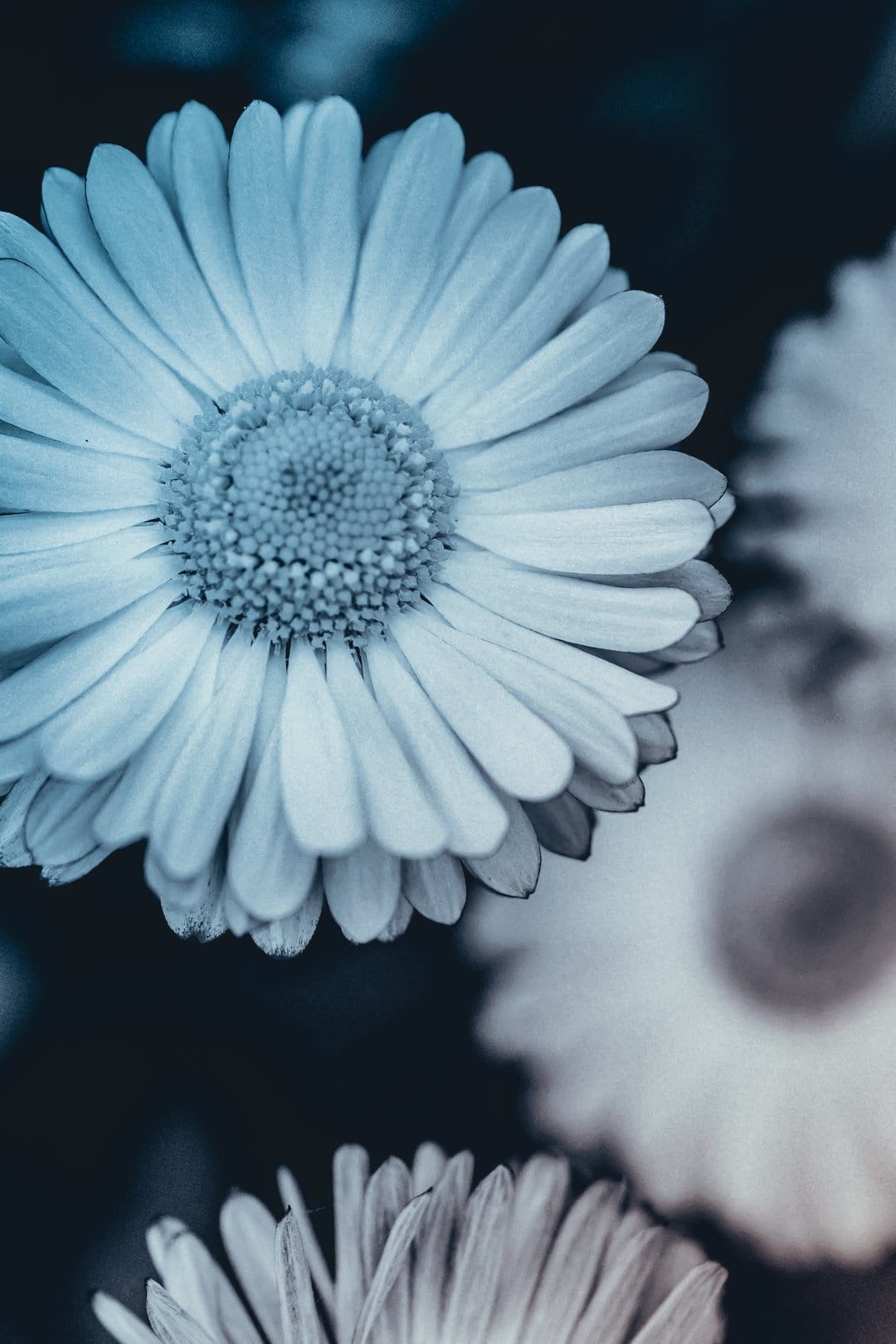 Blue daisy petals with sharp macro details and a textured center are set against a dark, moody bokeh background.