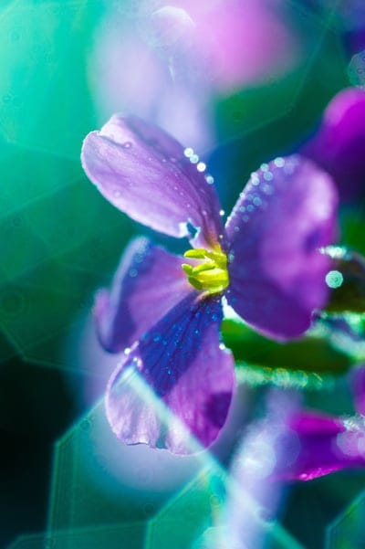Purple flower petals covered in tiny translucent dew drops against a soft bokeh background of green and violet.