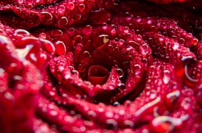 Red rose petals covered in clear dewdrops with a shallow depth of field focusing on velvet floral textures.