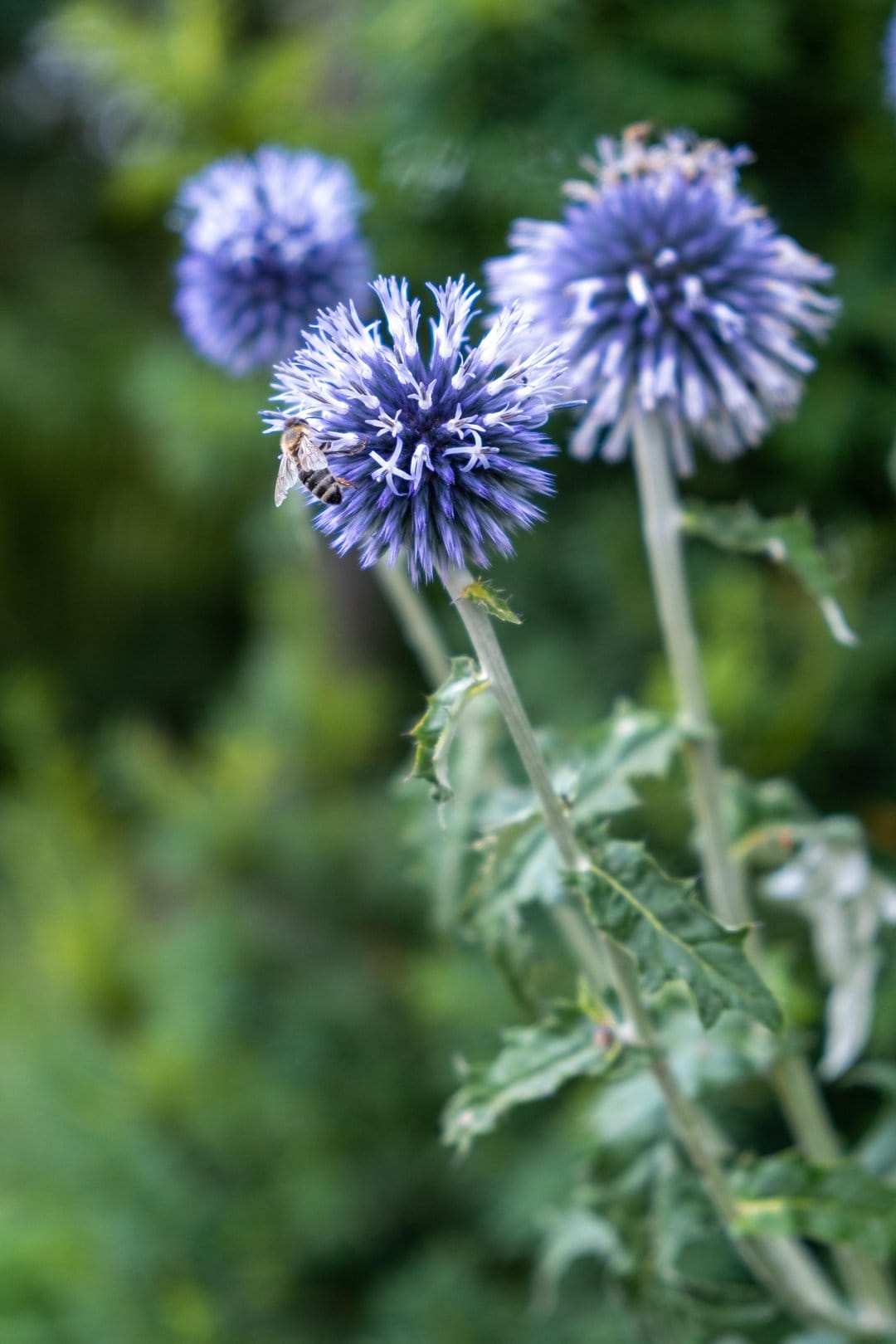Bumblebee gathers pollen on a spiky blue globe thistle flower against a soft-focus green meadow background.
