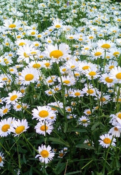 White daisies with yellow centers grow in a dense meadow, creating a lush botanical texture for phone screens.