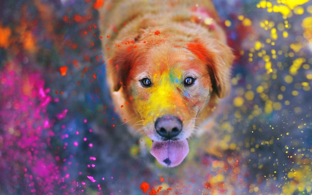 Golden Retriever dog with fur and face covered in bright yellow, pink, and blue Holi festival powder pigments.