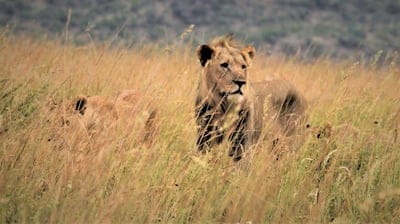 young,male lion,nature background,lioness,stalking,long grass,fear,full HD wallpaper,wallpaper 4K,prowl,camouflage,HD wallpaper,nature wallpaper,stare,wallpaper HD,4K wallpaper,South Africa,animals,background,laptop wallpaper