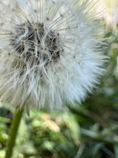 Feathery white dandelion seeds radiate from a central head against a soft-focus emerald green background.