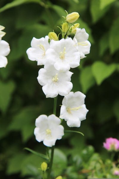 White bellflowers with yellow centers cascade on a slender stem against blurred green leaves in soft light.