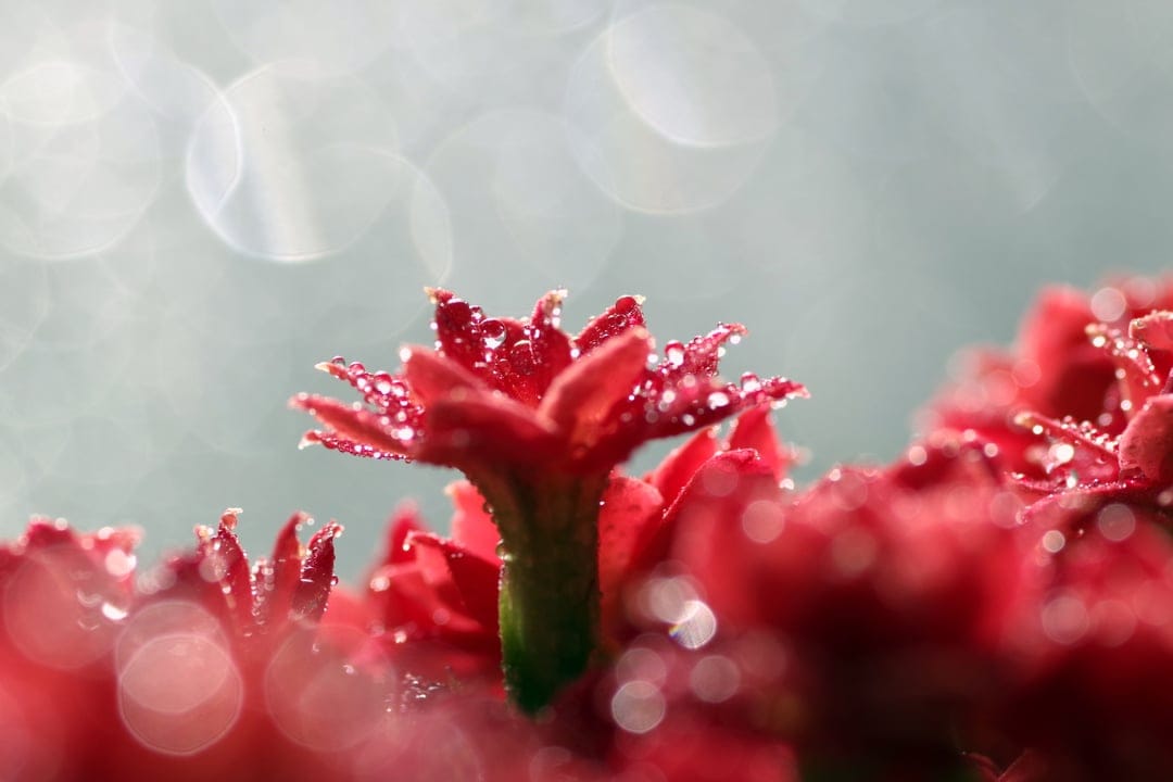 Vibrant red Kalanchoe flower petals covered in tiny translucent water droplets against a blurred green background.