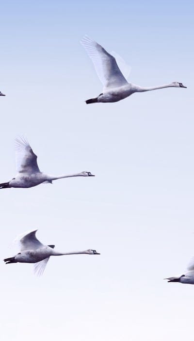 swans,flight,birds