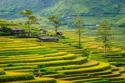 terraces,hd wallpaper,windows wallpaper,desktop backgrounds,nature,cool backgrounds,out side,mountain,full hd wallpaper,rice,wallpaper 4k,wallpaper hd,season paddy,harvest,mac wallpaper,yellow color,4k wallpaper,tree,home