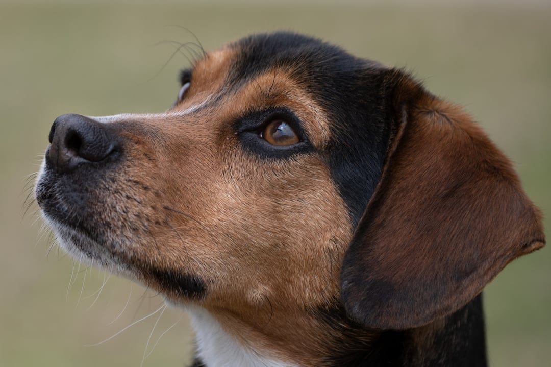 Beagle dog with brown eyes and floppy ears looks upward in a close-up profile shot with a blurred background.