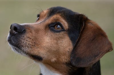 Dog  wallpaper,Dog  background,iPhone Dog  wallpaper,Dog