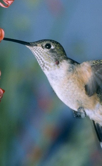 hummingbirds,bird swing,flowers