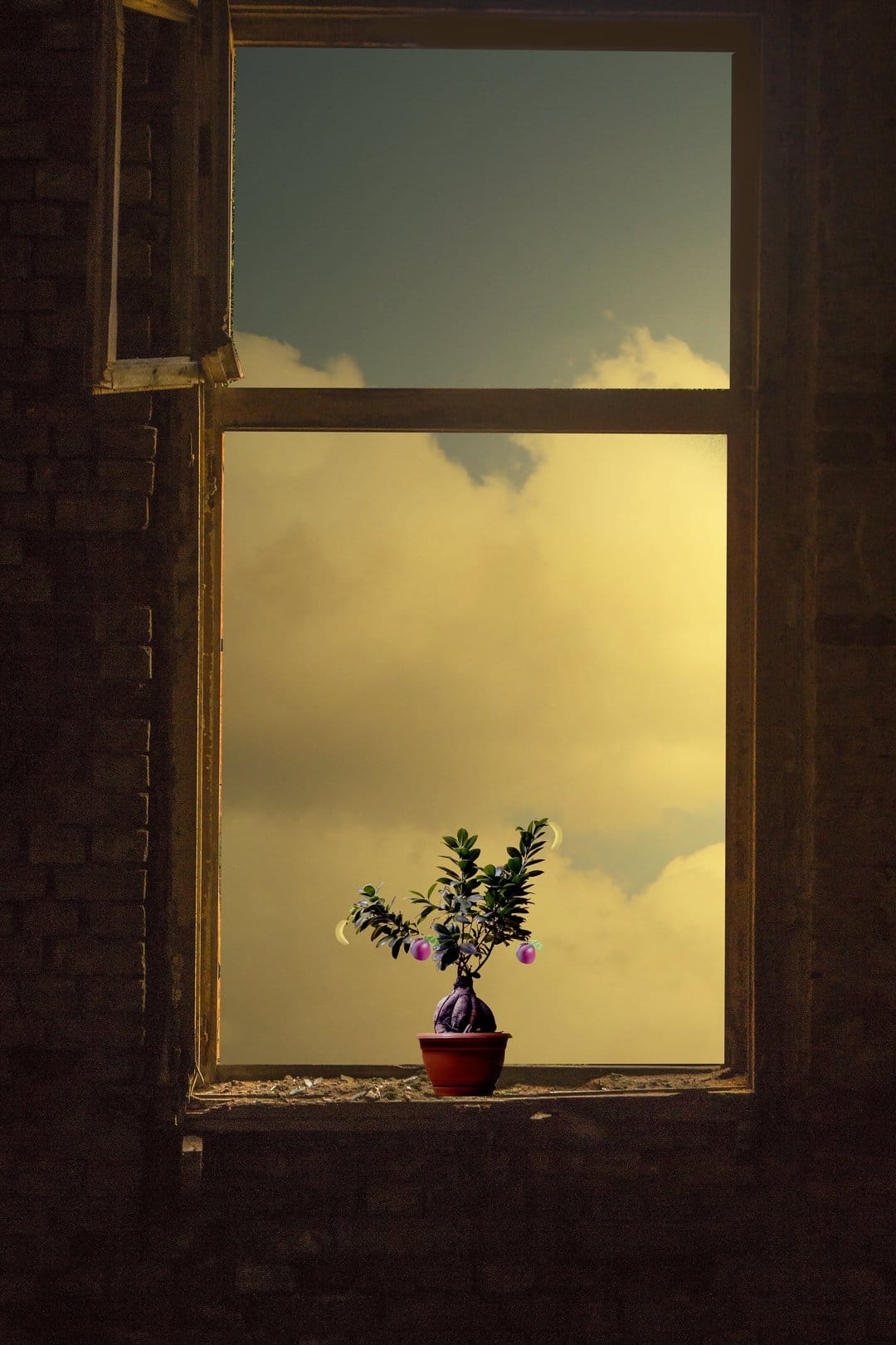 Miniature bonsai tree with purple fruit on a rustic windowsill overlooking soft yellow clouds and a blue sky.