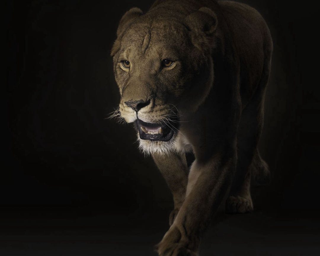 Lioness with intense eyes stalks forward through a dark background with sharp focus on her face and fur texture.