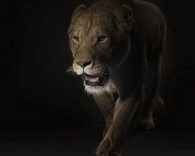lion,face,shadow,dark,predator,big cat