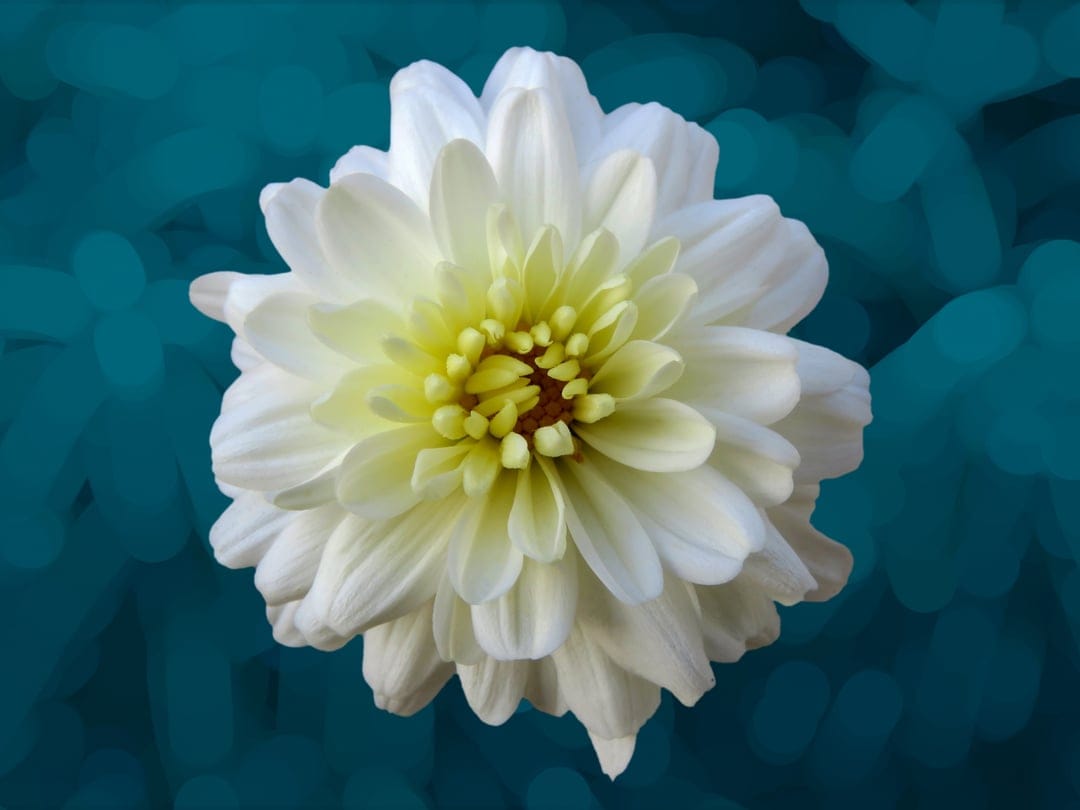White dahlia flower with a yellow center and layered petals blooms against a soft blurred teal background.