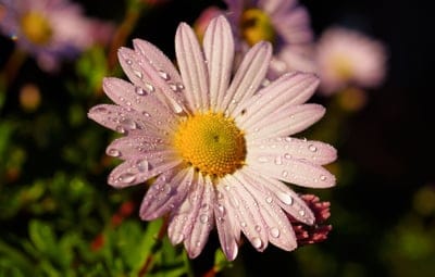 Pink daisy petals covered in clear water droplets with a yellow center and soft blurred green background.
