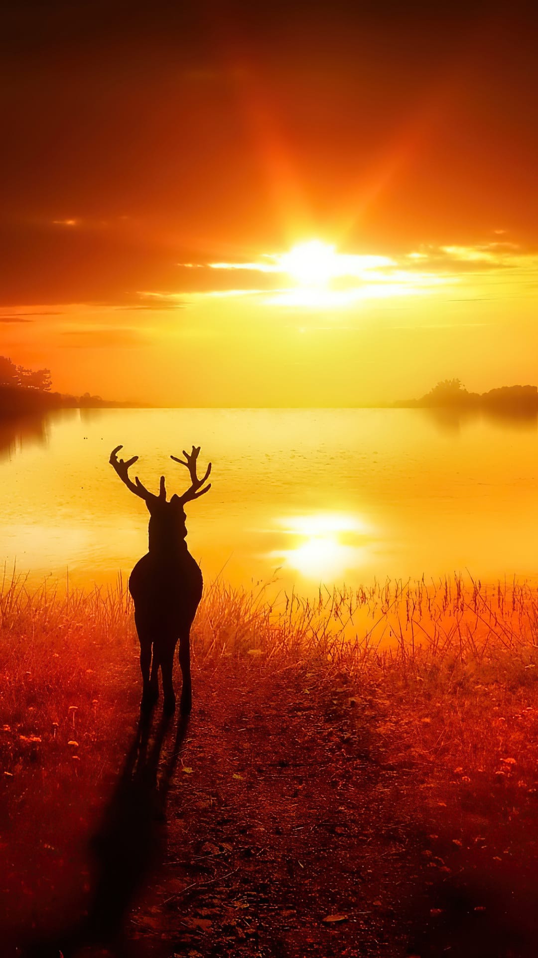 Solitary deer silhouette stands before a vibrant orange sunset reflected in a still lake at the edge of a forest.