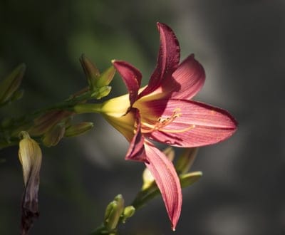 flower,flower wallpaper,nature,blossom,beautiful flowers,bloom,flower background,bright