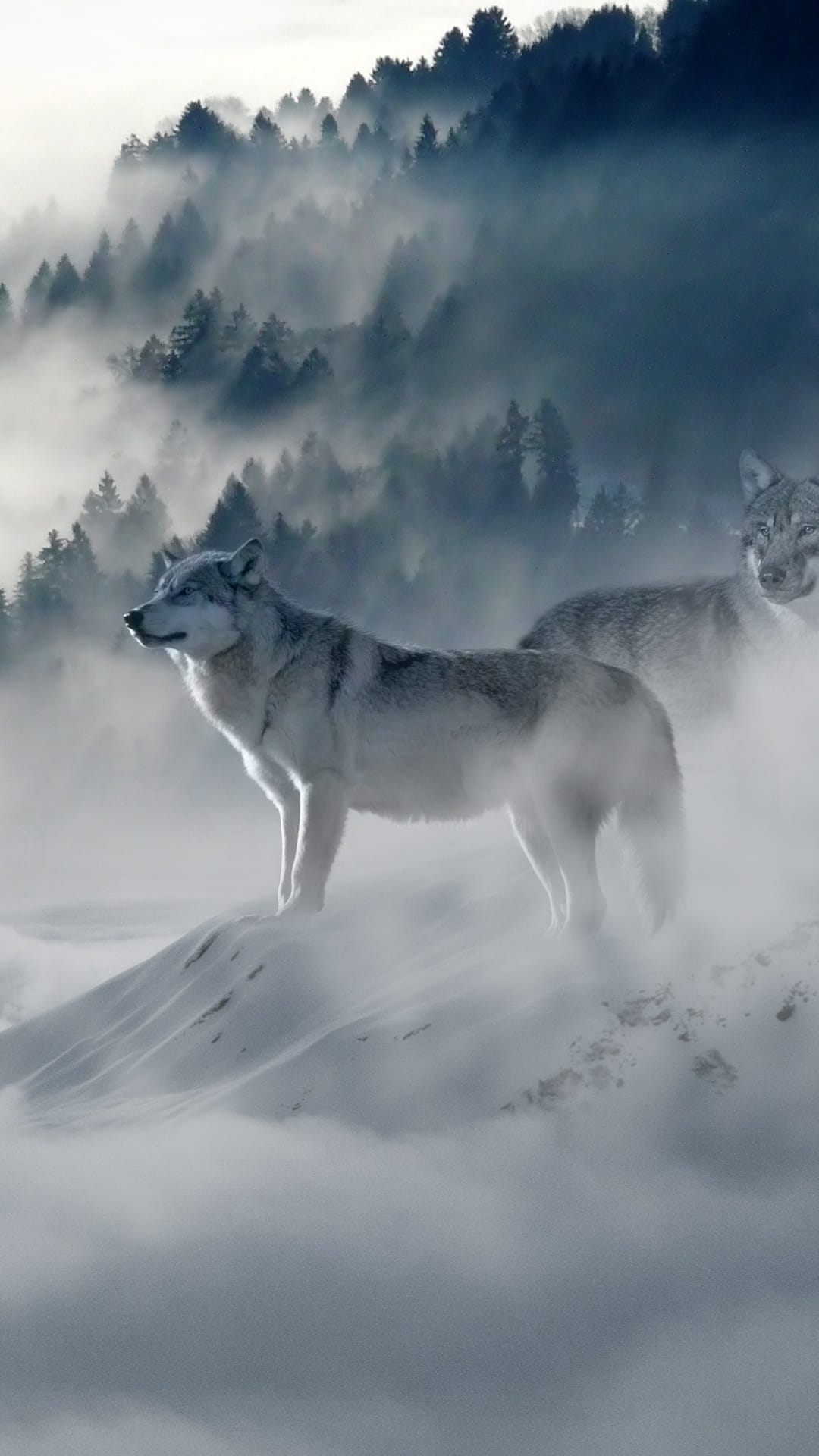 Snow leopard with a spotted coat stands on a rocky ridge before sunlit, snow-covered mountain peaks.