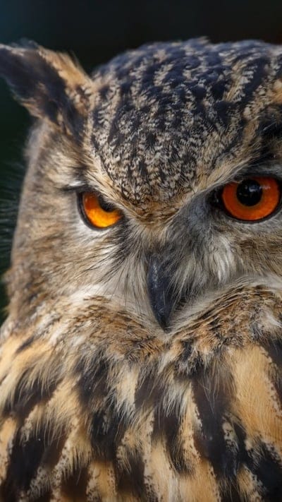 owl, bird, owl eyes, beautiful bird