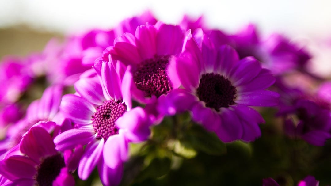 Fuchsia pink daisy-like flowers with dark centers bloom under warm sunlight with a soft-focus bokeh background.