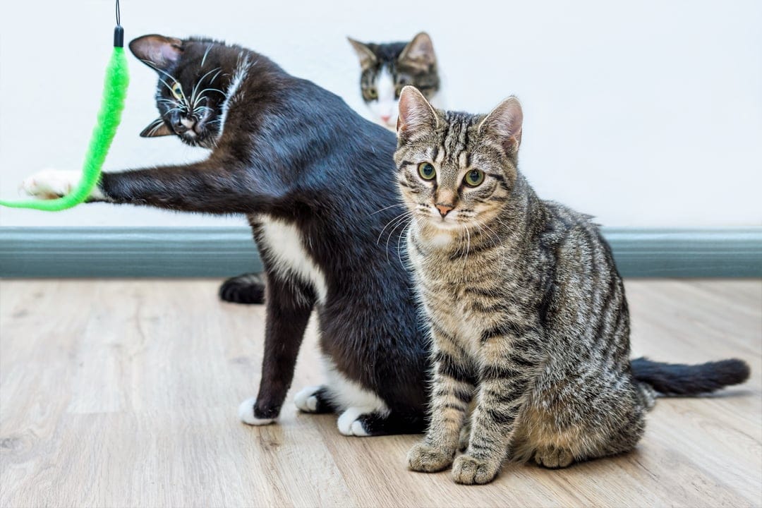 Black and white cat pounces on a green feather toy while a tabby watches on a sunlit wooden floor indoors.