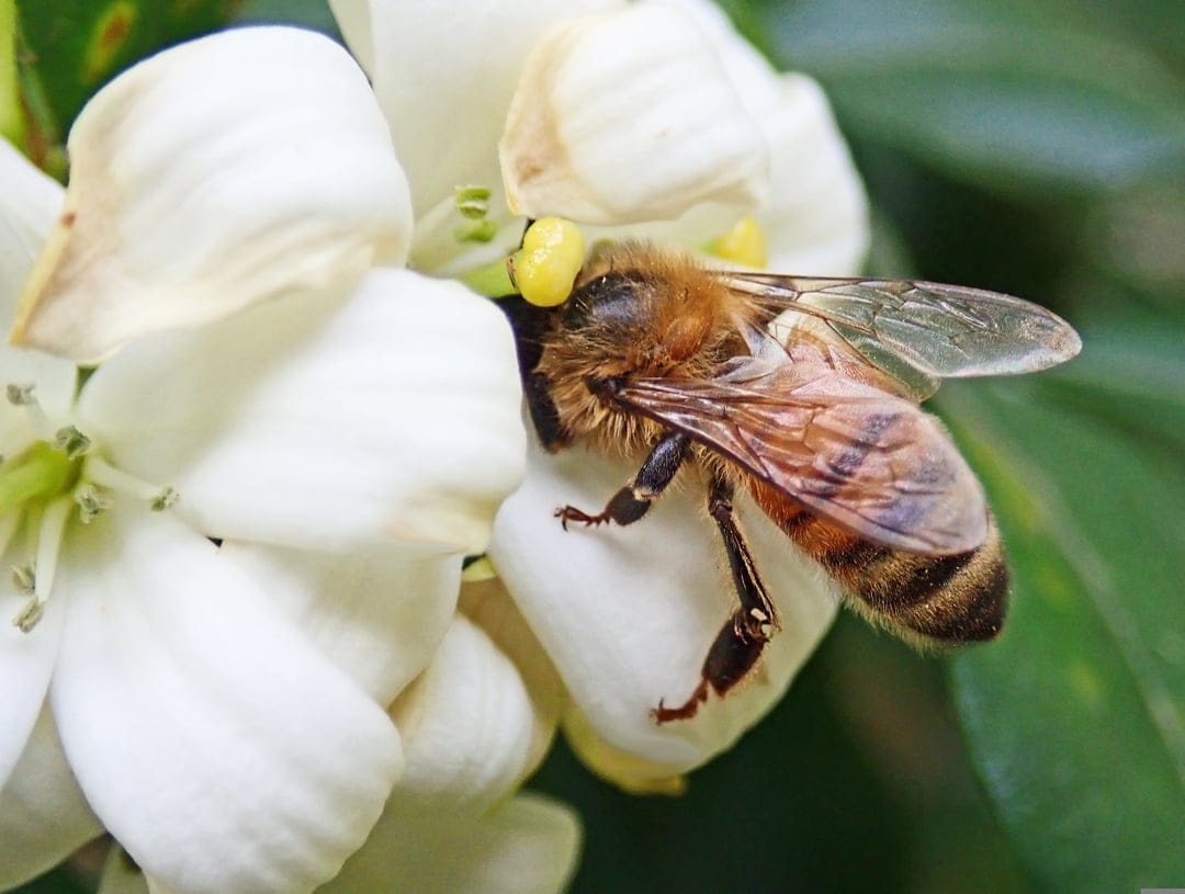 Honeybee with pollen-covered legs crawls across the yellow center of a white flower in a close-up macro view.