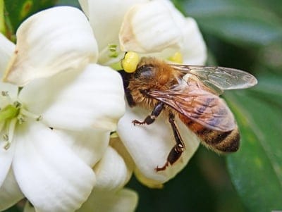 bee,insect,pollen,flower wallpaper,flower background,flower,orange jasmine,tree,beautiful flowers,garden,nature