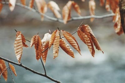 Autumn,Autumn  wallpaper,Autumn  desktop wallpaper,Autumn  background