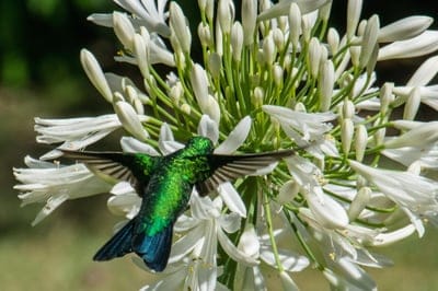 Emerald hummingbird with iridescent feathers sips nectar from white agapanthus flowers in a lush garden setting.