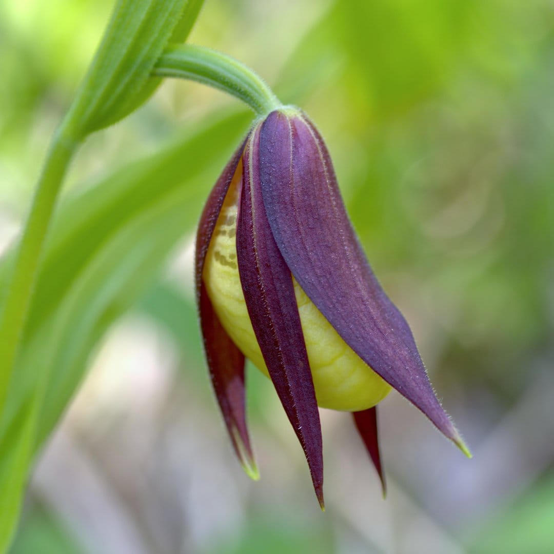 Lady slipper orchid with a yellow bulbous pouch and purple petals against a soft green forest background.