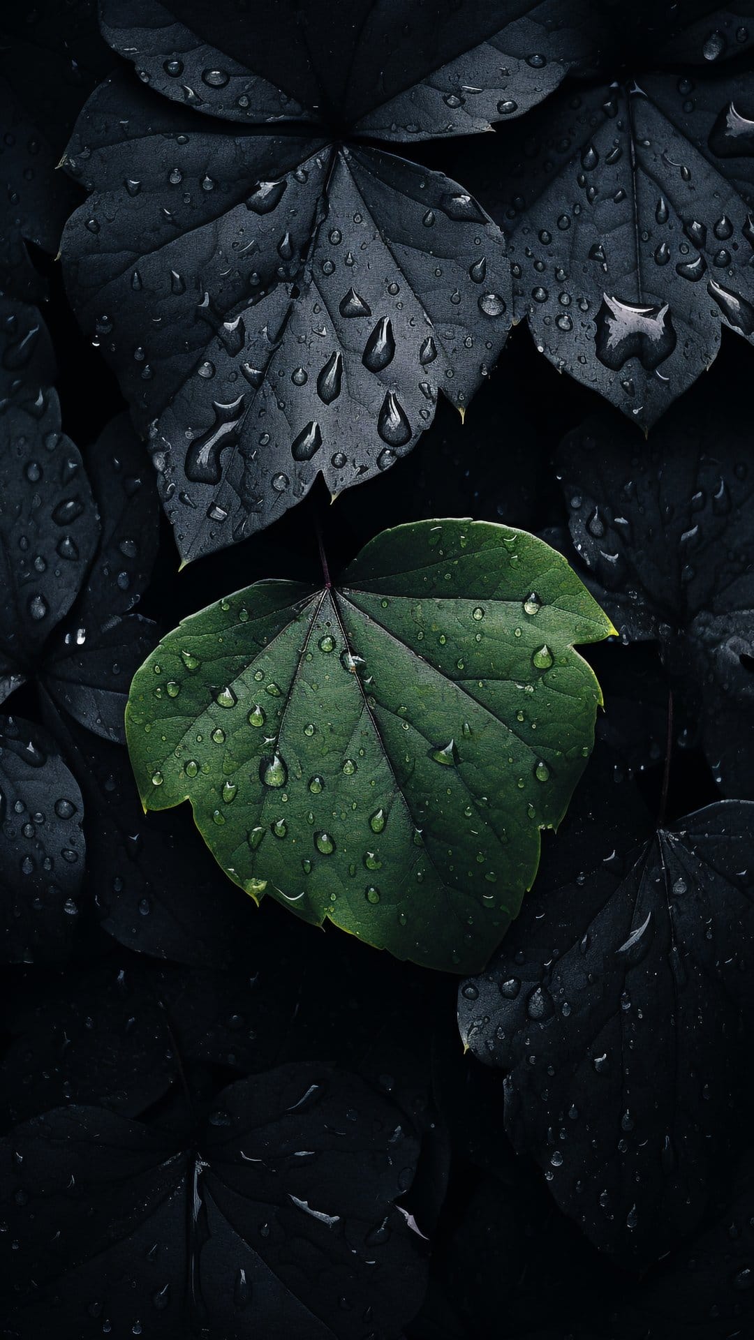 Vibrant green leaf covered in translucent water droplets rests against a backdrop of dark rain-soaked vegetation.
