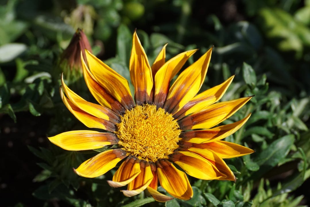 Yellow Gazania flower with dark brown stripes on its petals rests against a soft-focus green leaf background.
