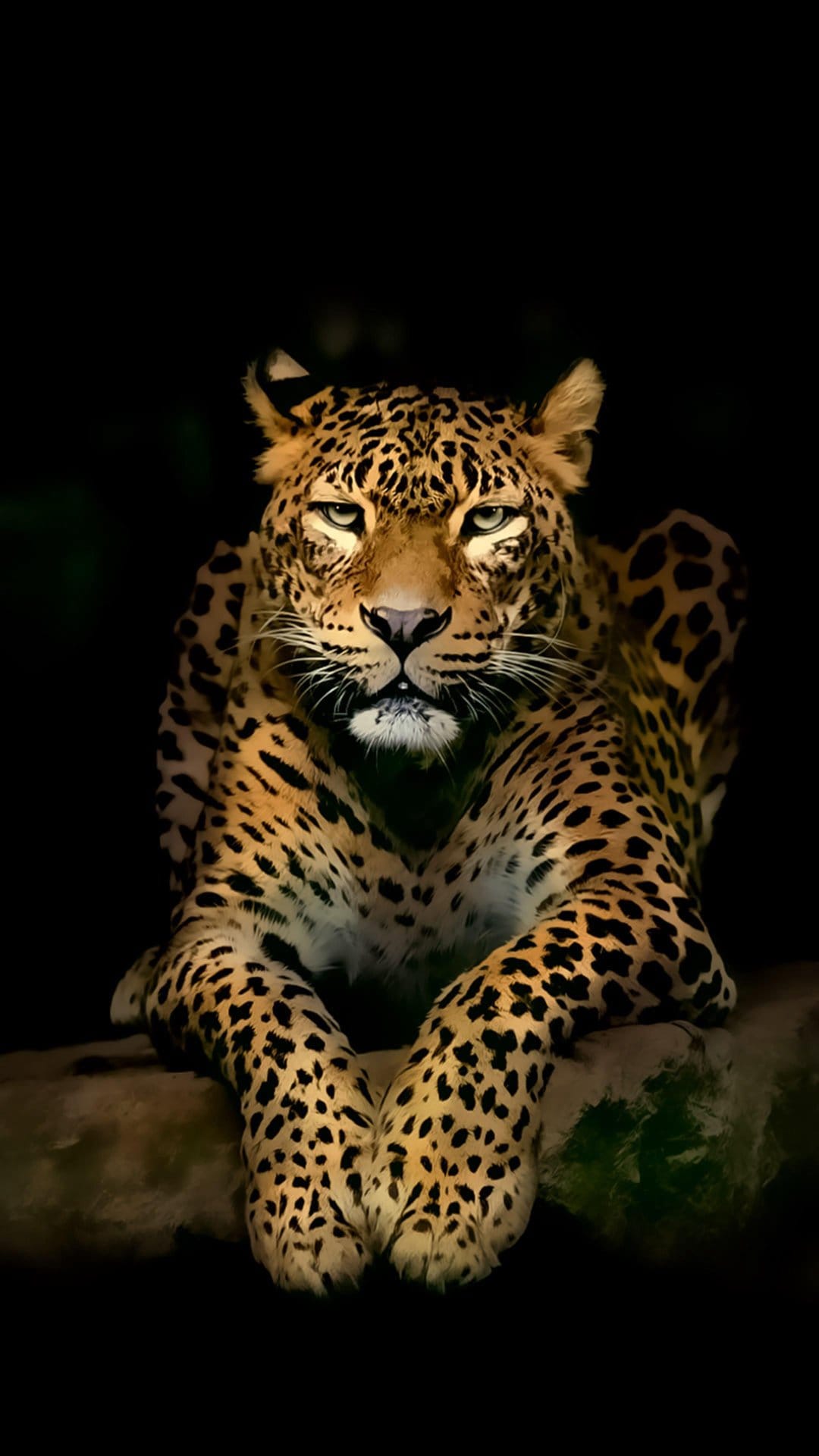 Leopard with golden fur rests on a tree branch against a black background, showing its intense yellow eyes.