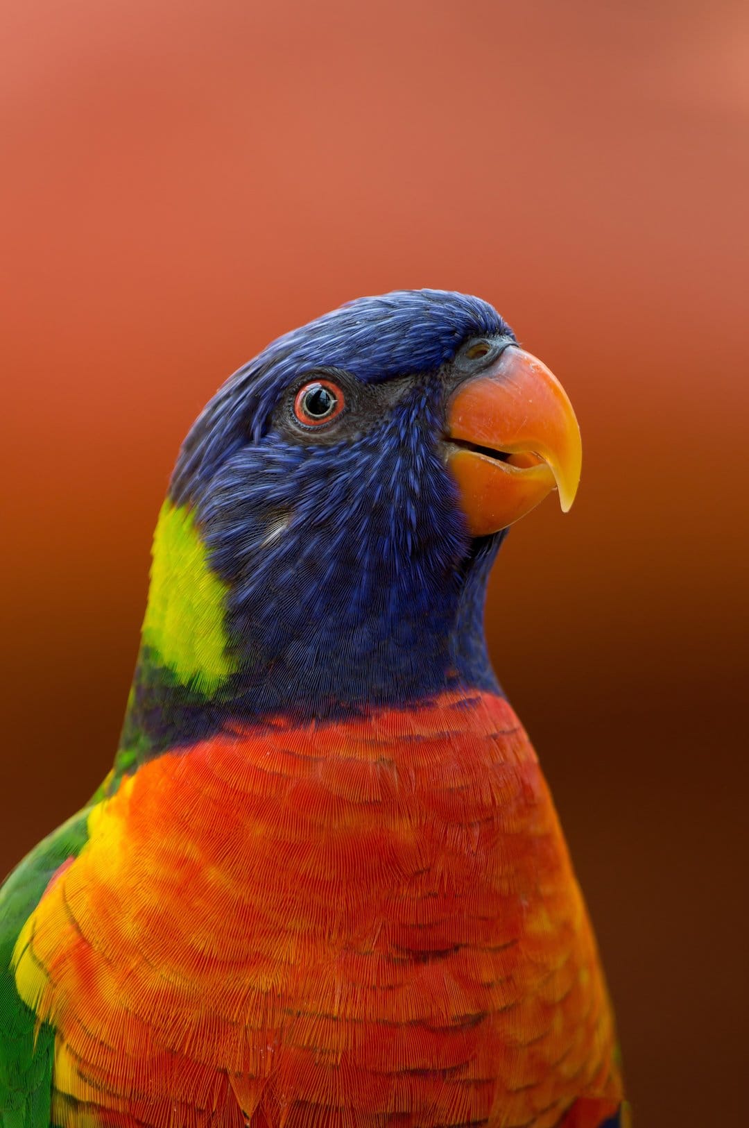 Rainbow Lorikeet parrot with a blue head and orange beak gazes right against a soft orange and brown background.