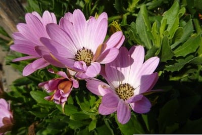 African Daisies, Osteospermum, pink flowers, daisy flowers, garden flowers, spring bloom, summer flowers, floral photography, nature, botany, gardening, flower close-up, sunlit, petals, outdoor, vibrant, colorful, blooming, natural light, plant, flora, beautiful, pretty