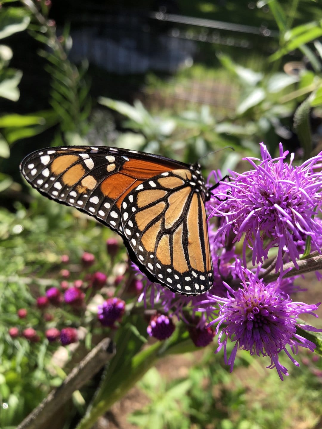 Monarch butterfly with orange wings rests on a purple flower among blurred green garden leaves in soft light.
